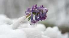 A blooming flower is nearly buried in snow.