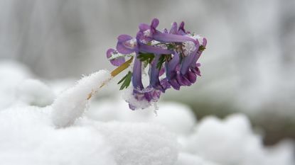 A blooming flower is nearly buried in snow.
