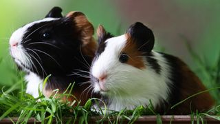 Two guinea pigs together on grass