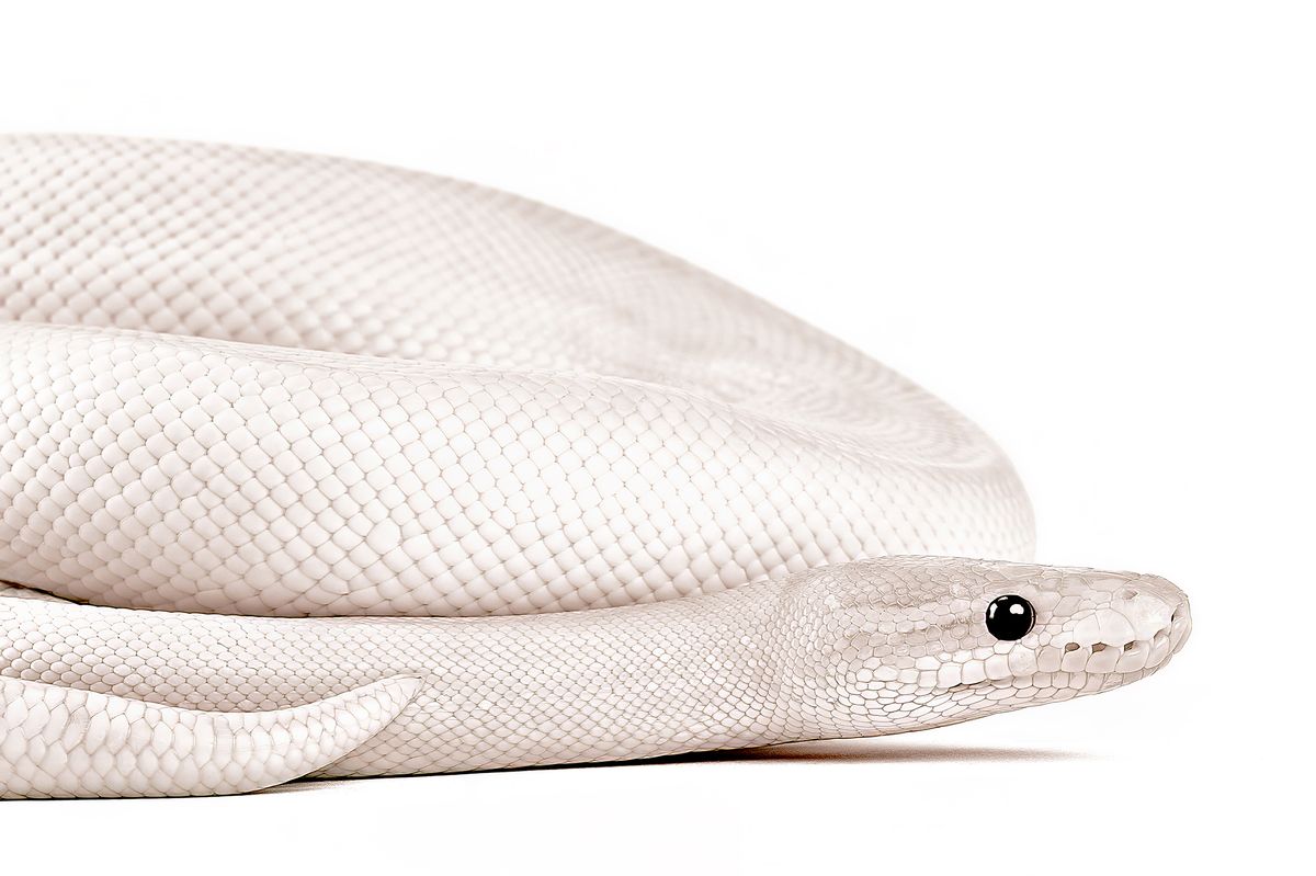 A coiled albino snake with smooth, white scales and glossy black eyes on a plain white background, conveying a serene and enigmatic tone
