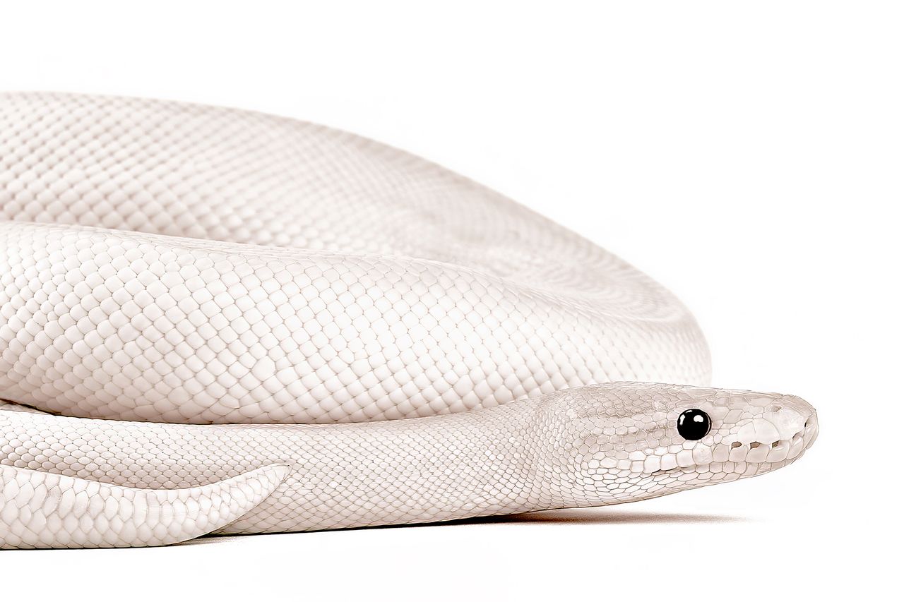 A coiled albino snake with smooth, white scales and glossy black eyes on a plain white background, conveying a serene and enigmatic tone