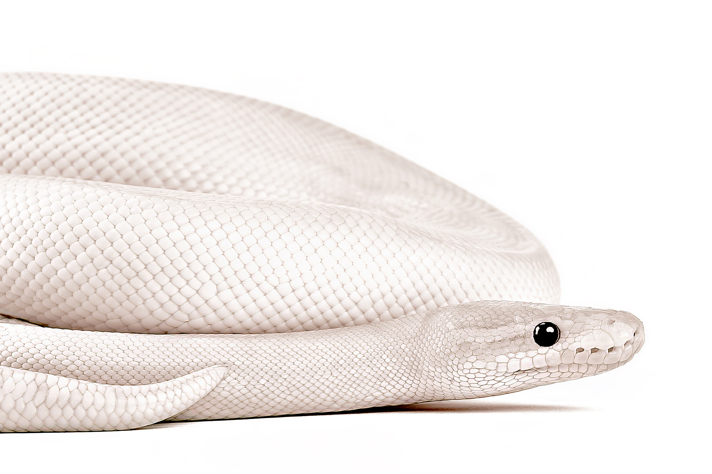 A coiled albino snake with smooth, white scales and glossy black eyes on a plain white background, conveying a serene and enigmatic tone