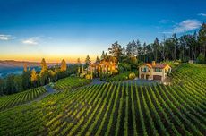 California vineyard, diamond mountain