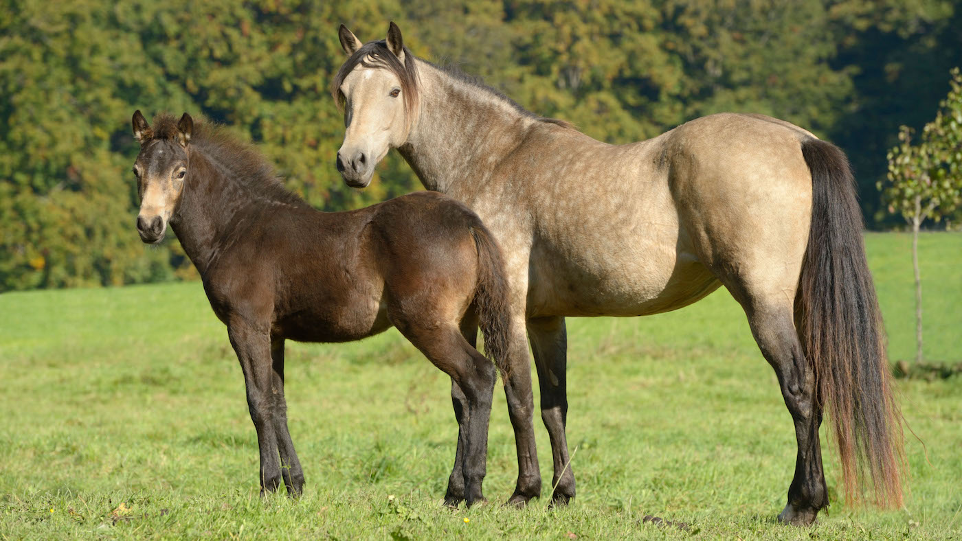 Connemara mare and foal: preparing mares and foals for the show ring