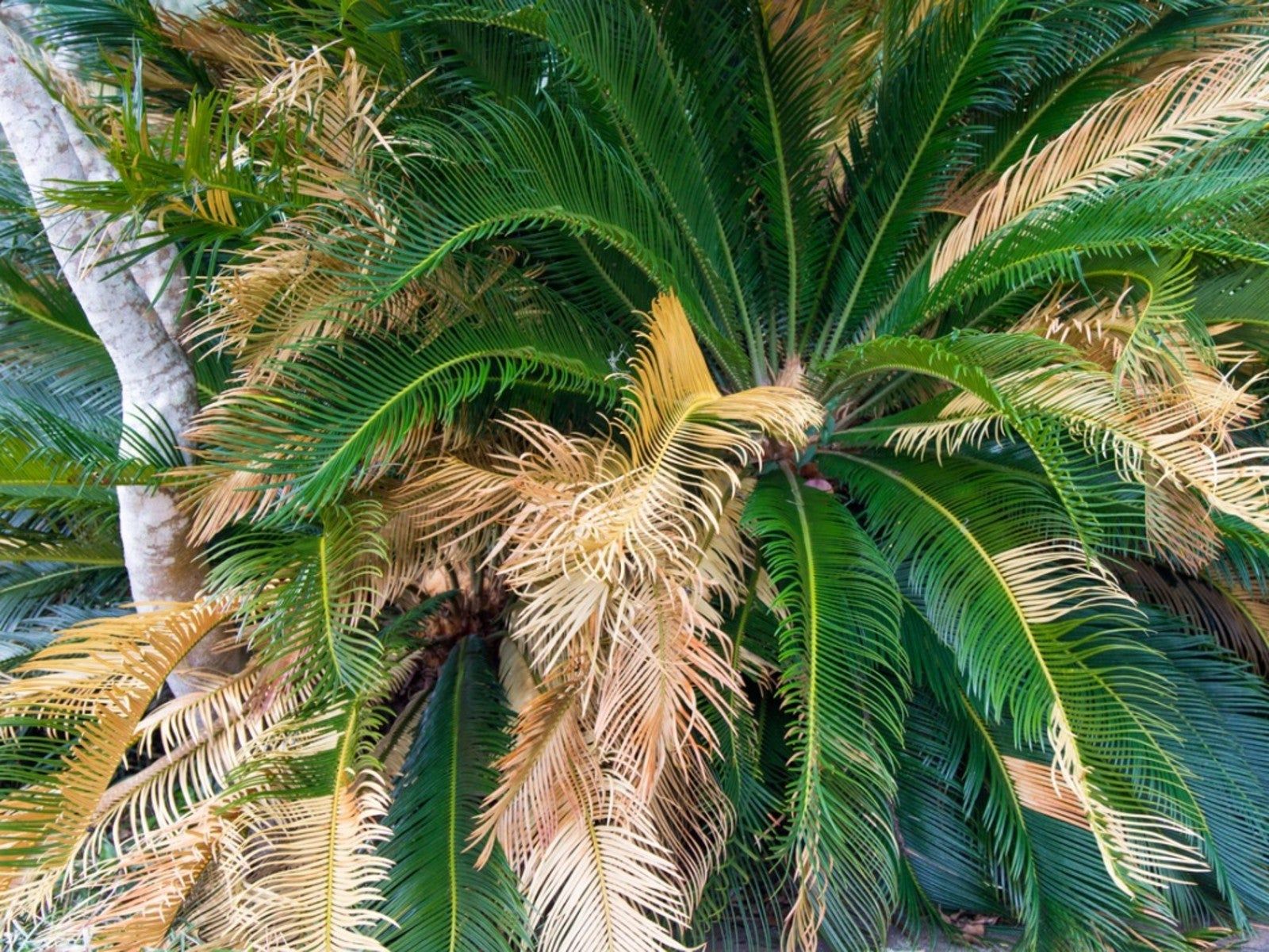 Sago Palm Leaves Drooping - Troubleshooting Wilting Sago Palm Plants |  Gardening Know How