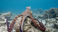 An octopus sits on the ocean floor in Secrets of the Octopus
