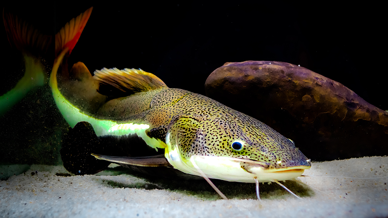 A photo of a fish
