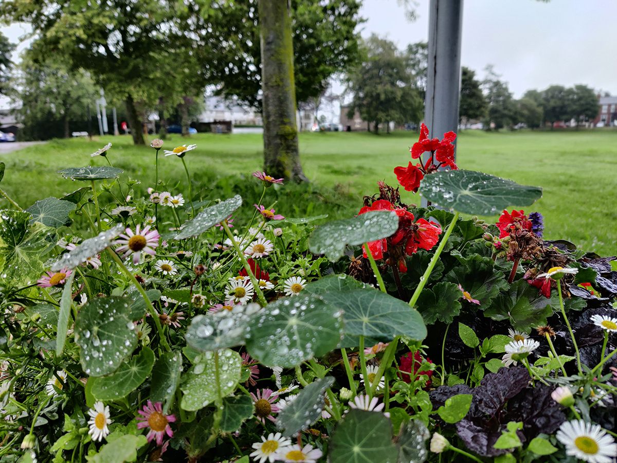 OnePlus Nord camera sample