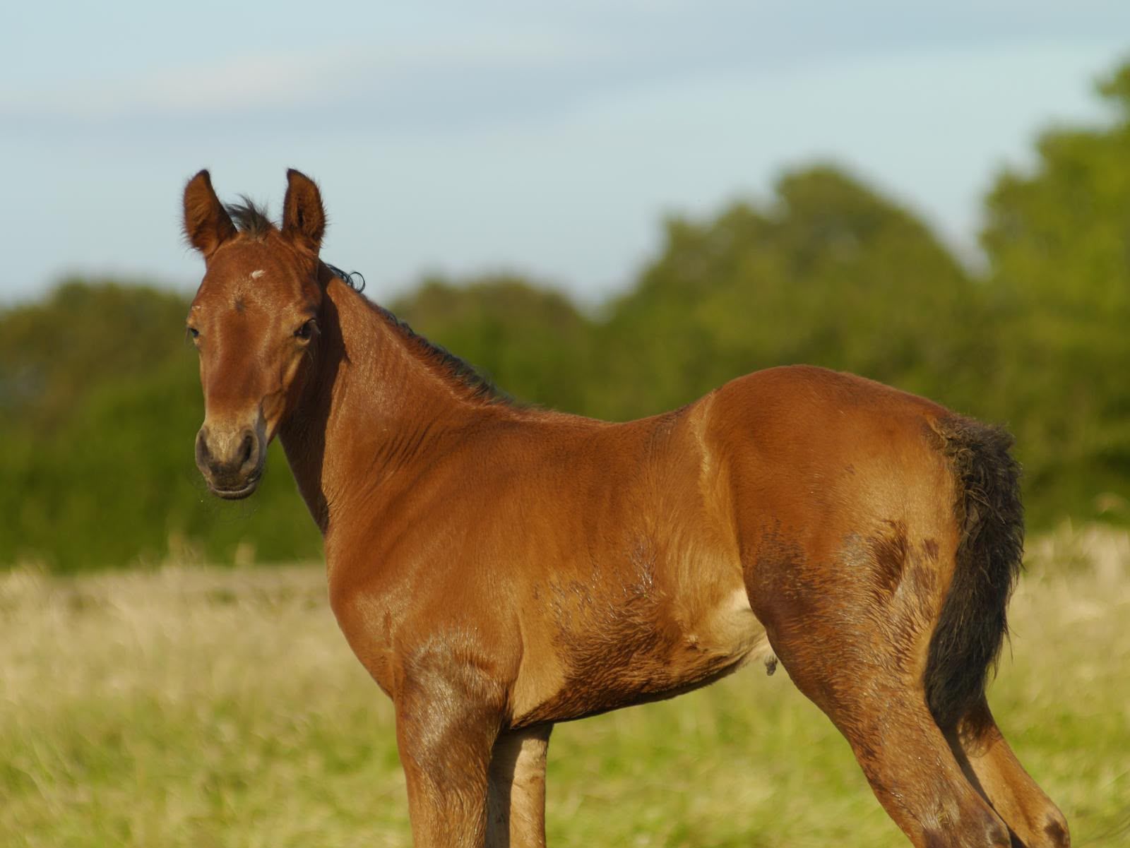 Multi medal-winning showjumping pony Neil 55 as a very cute foal