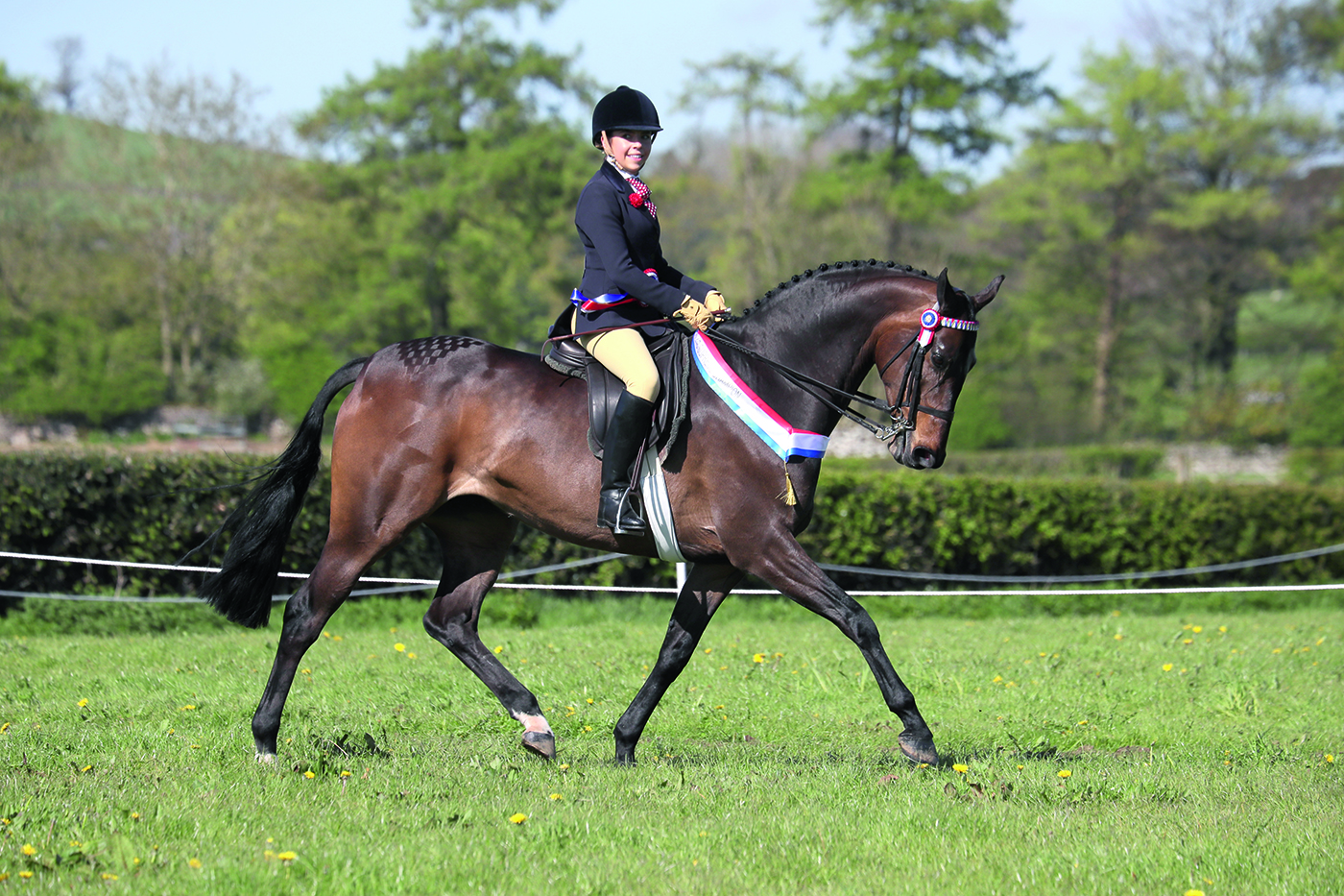 SUPREME CHAMPIONSHIP CHAMPION 440 DP UK NIGHT DANCER R: Ami Miller