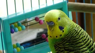 Green budgie inside cage