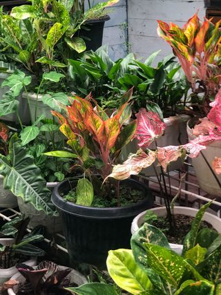 A selection of caladiums in pots