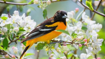 oriole in blossom tree
