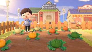 Animal Crossing New Horizons pumpkin patch in farm