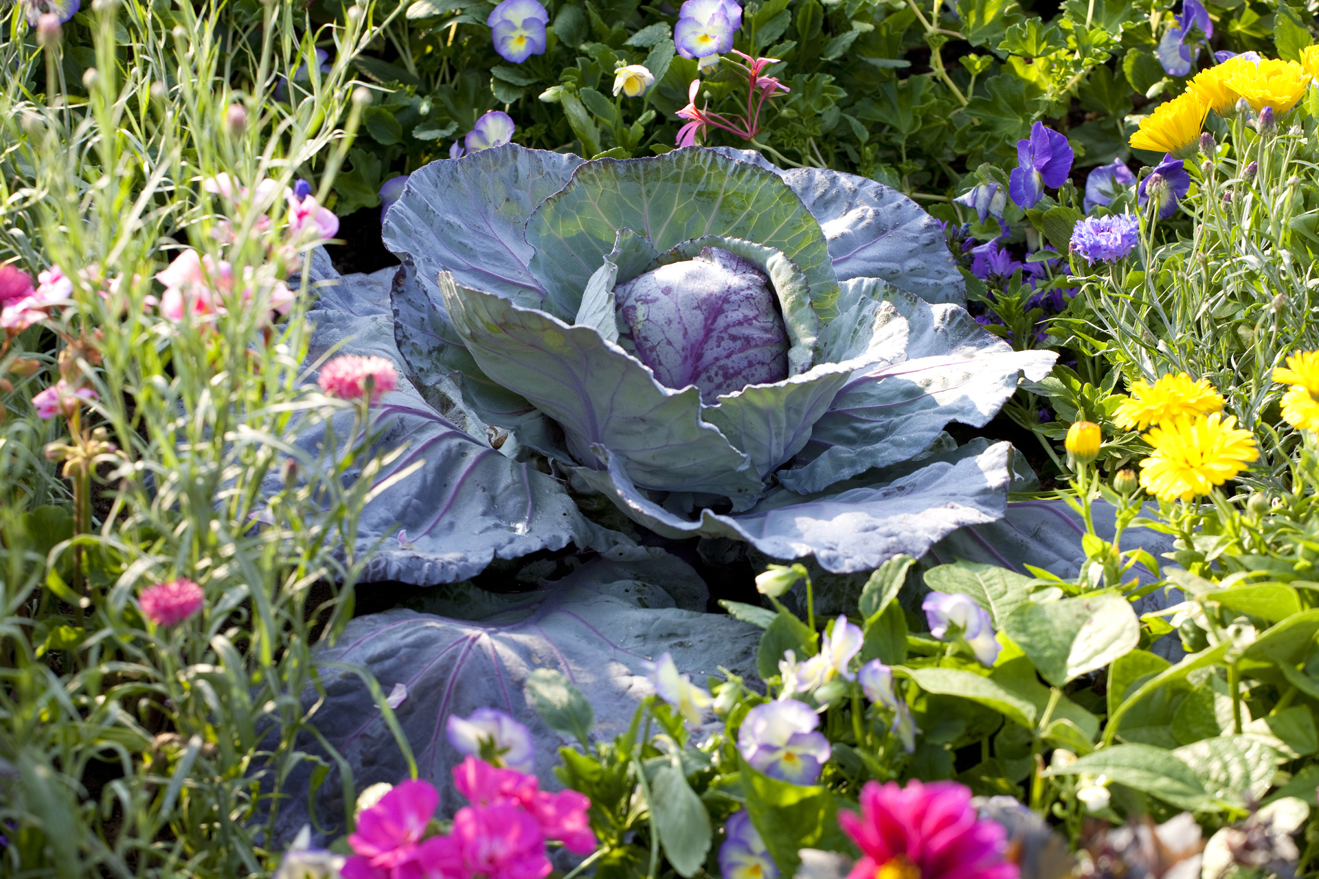 An example of small vegetable garden ideas showing crops among ornamental flowers.