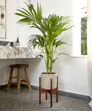 An indoor kentia palm plant in a stone pot next to a marble bathroom sink