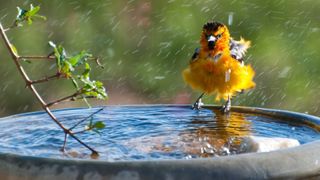 Bird in bird bath