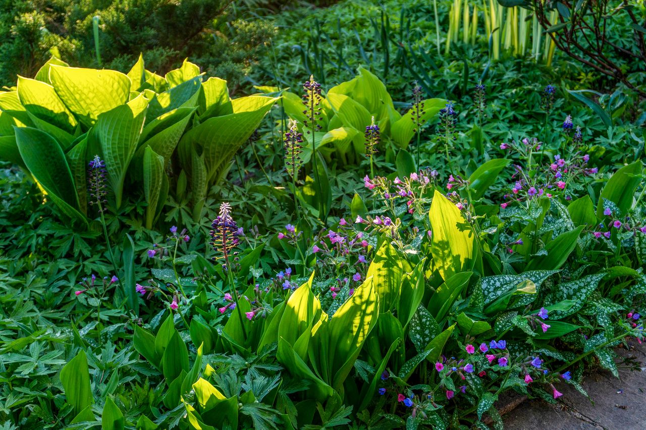 7 Partial Shade Plants to Add to Your Yard | Livingetc - Partial Shade Patio Furnishings Plants