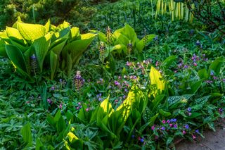 A garden with lungworts