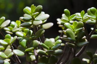 Jade plant (Crassula ovata) is a succulent plant native to South Africa and Mozambique.