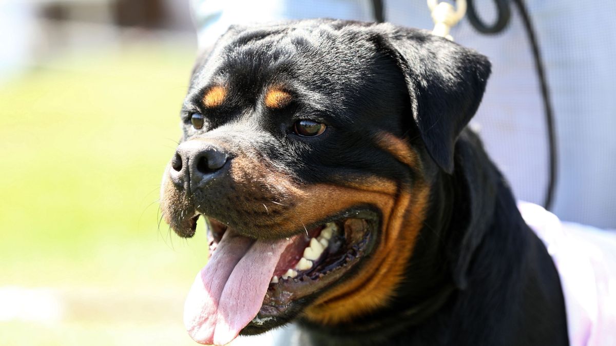 Rottweiler guard dog