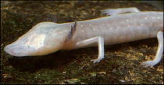 Life in the dark: The Texas blind salamander, about 5 inches (13 cm)-long fully grown, doesn't have eyes. You can see vestigial eyes under layers of its translucent skin. The species lives in watery caves of the Edwards Aquifer near San Marcos, Texas.
