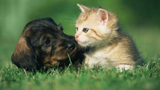 Best dog and cat names — dog and cat together on the grass
