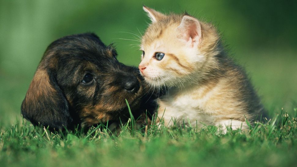 32 best dog and cat names top pet names for your canine and feline