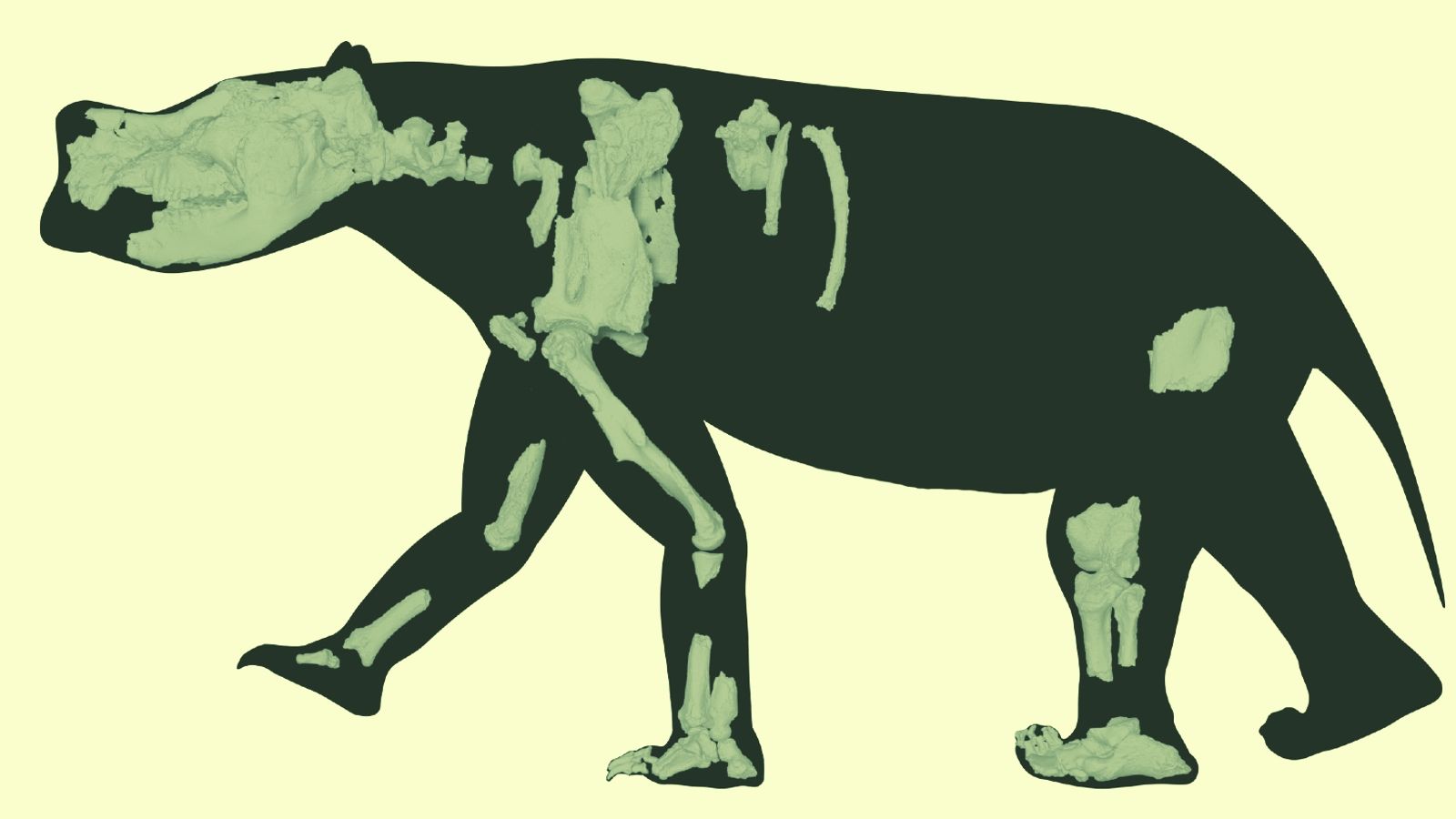 Quarter-ton marsupial that ambled across Australia 3.5 million years ...