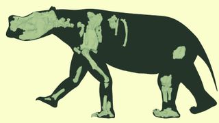 A diagram of the new marsupial species body outline with fossils superimposed on top