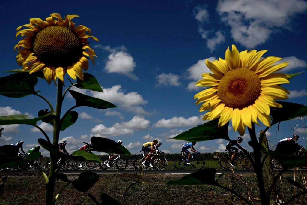 Team UAE Emirates Tadej Pogacar of Slovenia wearing the overall leaders yellow jersey rides past a sunflower during the 19th stage of the 108th edition of the Tour de France cycling race 207 km between Mourenx and Libourne on July 16 2021 Photo by Philippe LOPEZ AFP Photo by PHILIPPE LOPEZAFP via Getty Images