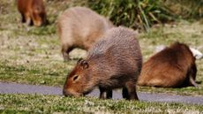 Capybaras feeding on grass near a main road in the gated community Nordelta, north of Buenos Aires, on Aug. 26.