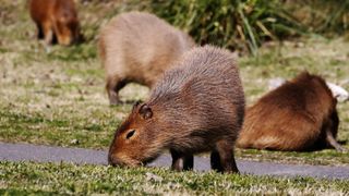 Capybaras feeding on grass near a main road in the gated community Nordelta, north of Buenos Aires, on Aug. 26.