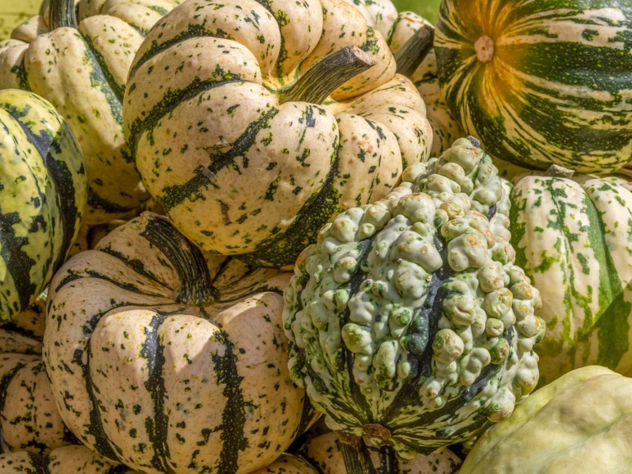 Yellow-Green Bumpy Squash