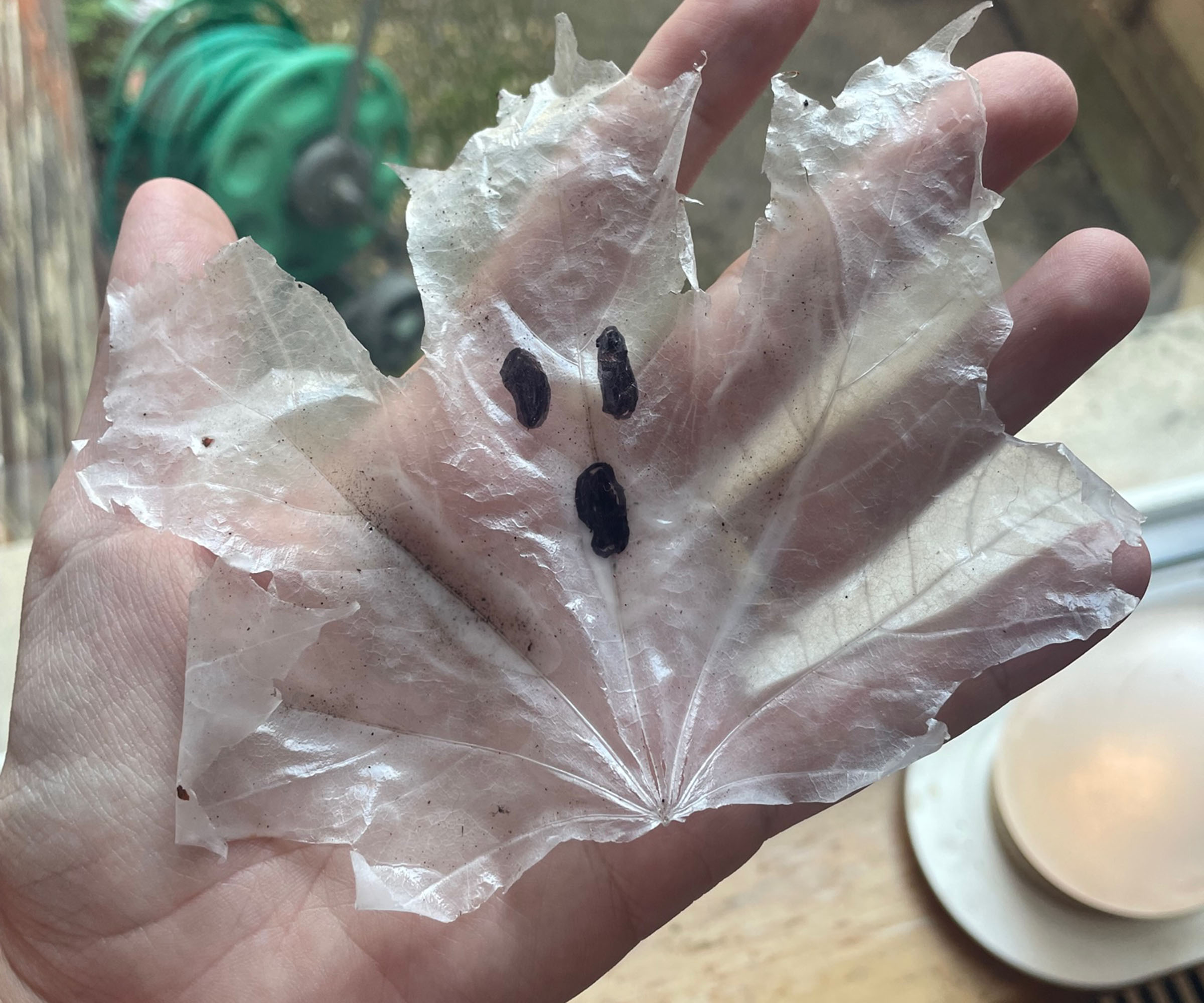 Viral leaf ghost hack - how I used PVA glue and fallen leaves to make spooky Halloween decor