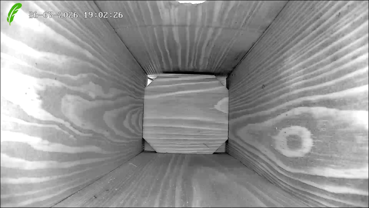 sample shots from the Green Feathers WiFi HD bird box camera