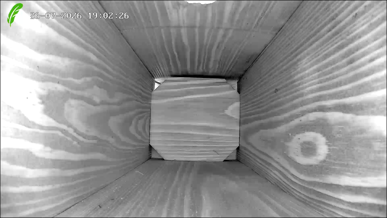 sample shots from the Green Feathers WiFi HD bird box camera