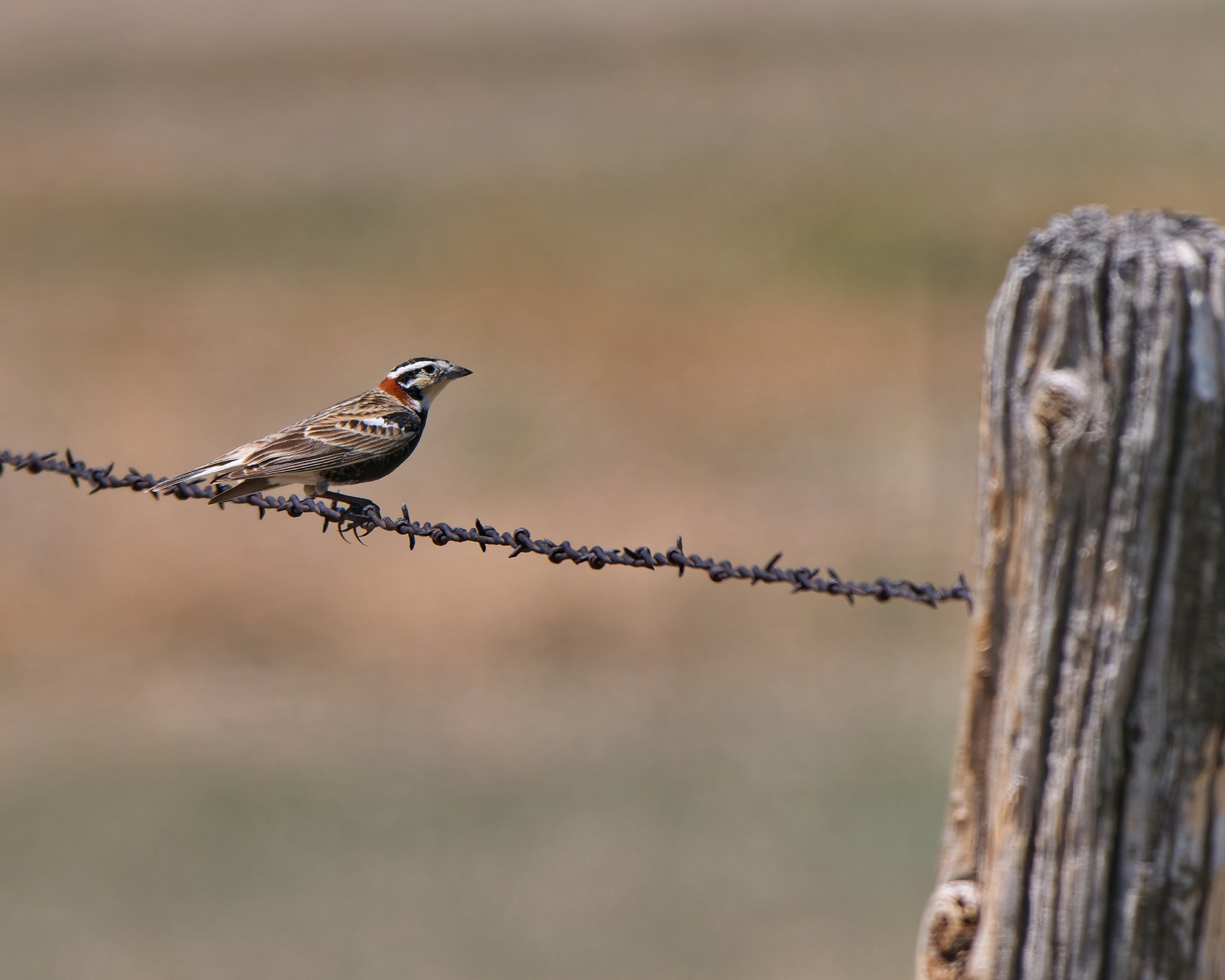 bird sitting on barbed wire fence