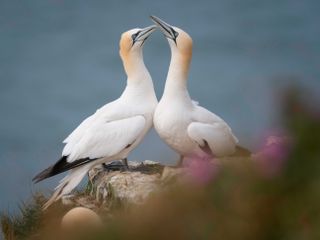 A day in the life of wildlife photographer Tesni Ward, image 10