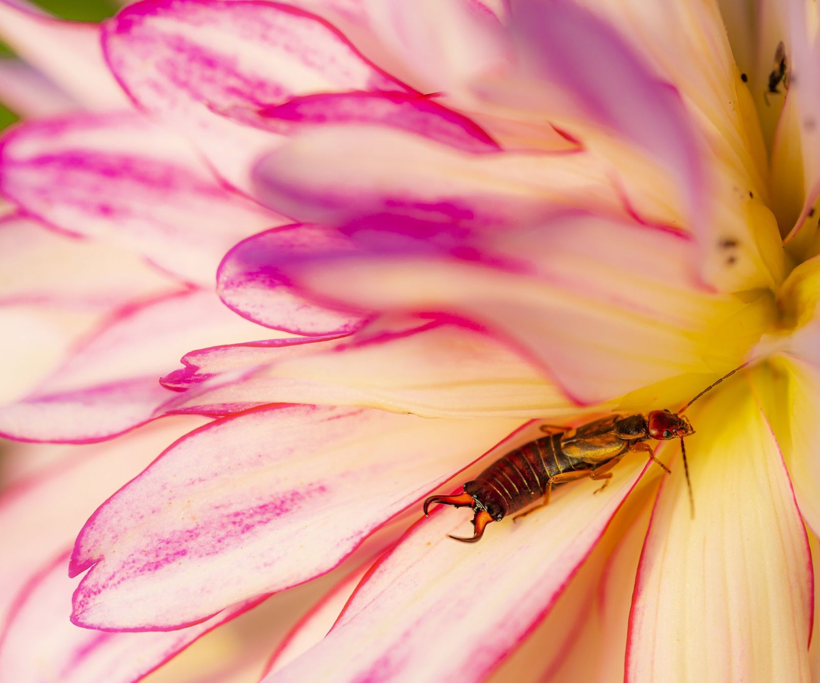 Identify These 8 Bugs That Eat Flowers, And Get Rid Of Them