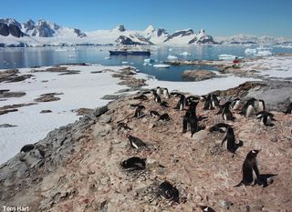 Gentoo penguins nesting at Peterman Island