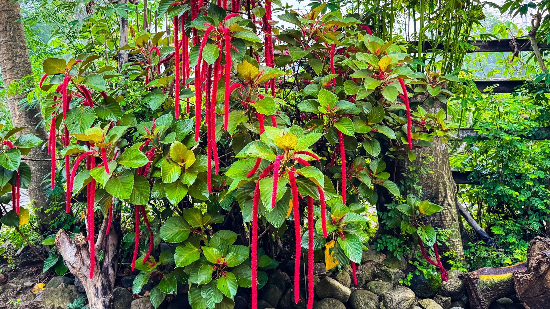 picture of love lies bleeding plant in garden