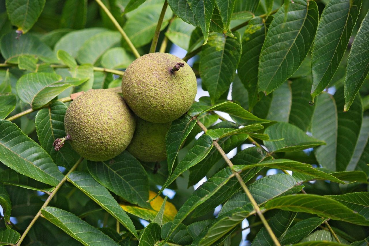 Black Walnut Tree With Walnuts Growing