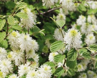 Fothergilla in full bloom