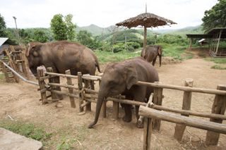 Elephants ready for some mammoth treatments.