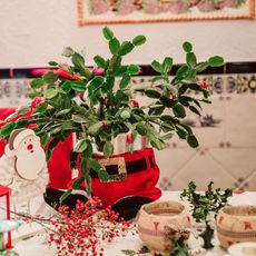 blooming Christmas cactus in cute Christmas decor setting 