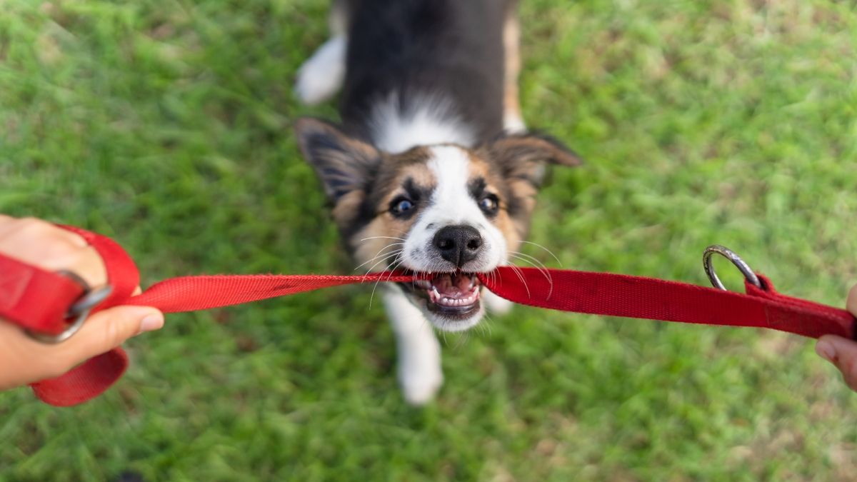 Puppy tugging on leash