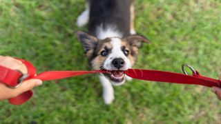 Puppy tugging on leash