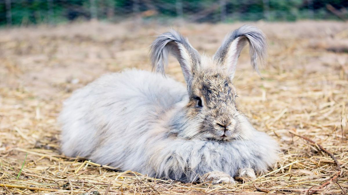 Rabbit laying in hay