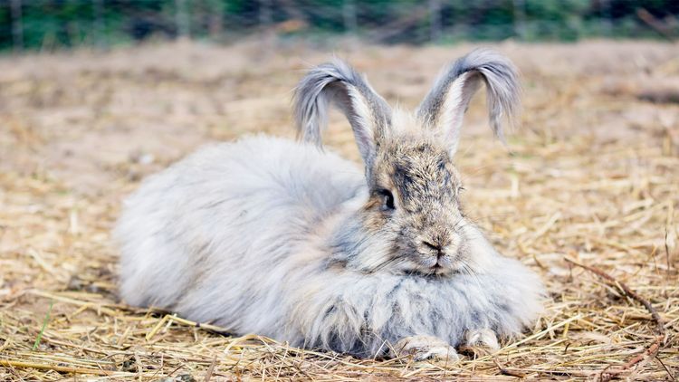 Long Teethed Rabbit Everything you need to know about longhaired rabbit breeds and how to ...
